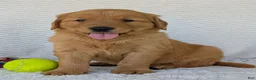 Golden Retriever dogs for sale: Parker - Ad 6