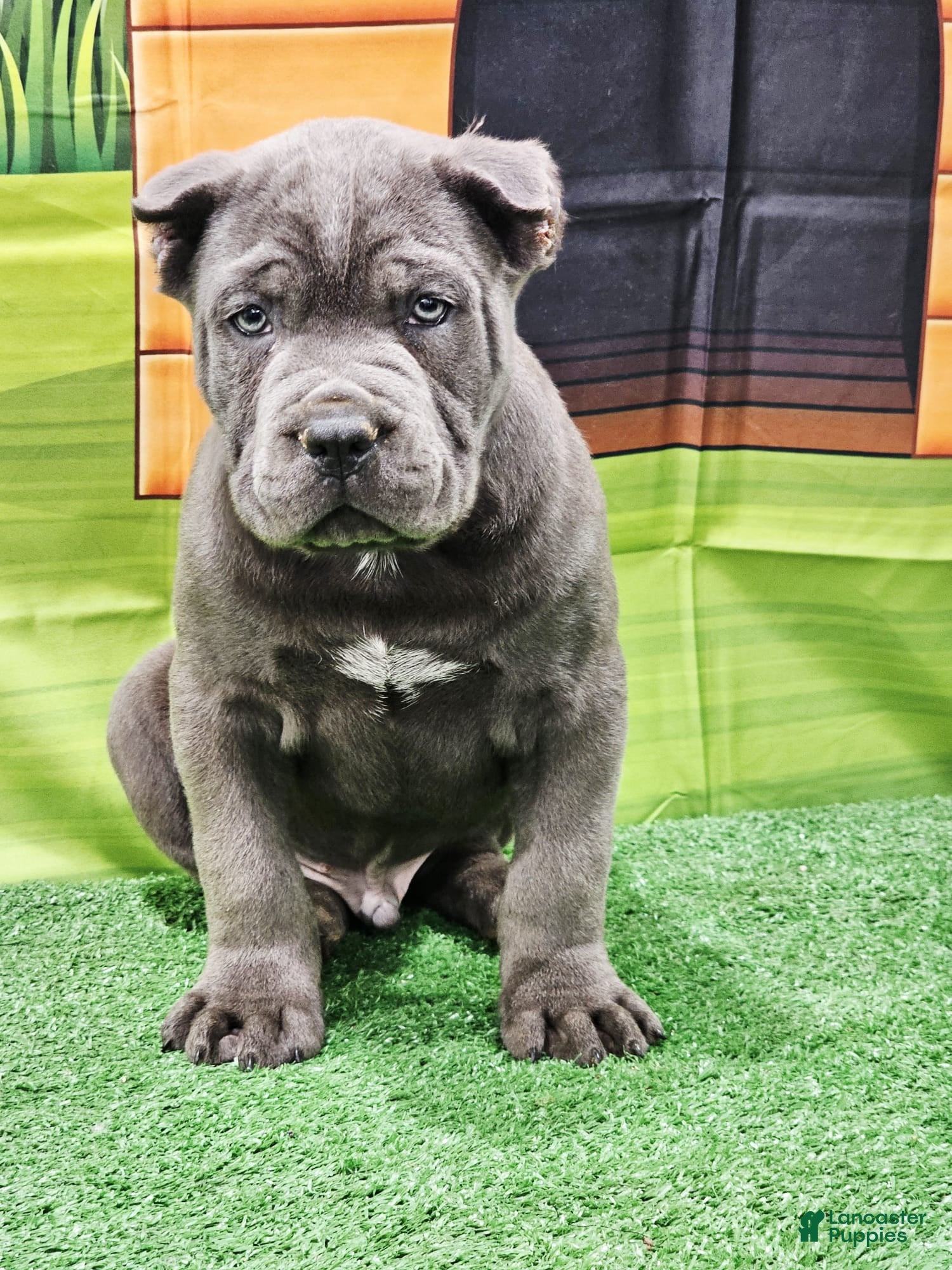 Cane Corso dogs BRUTUS - Ad 16