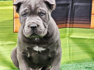 Cane Corso dogs BRUTUS - Ad 16