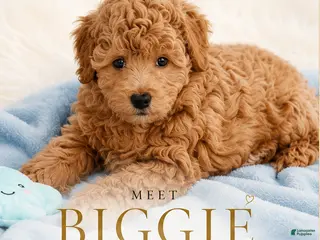 Maltipoo dogs Biggie Smalls - Ad 1