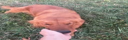 Golden Retriever dogs for sale: Buddy - Ad 6