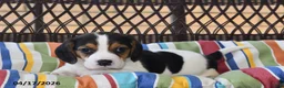 Beagle dogs for sale: Lily - Ad 5