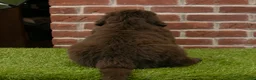 Newfoundland dogs for sale: Dexter - Ad 6