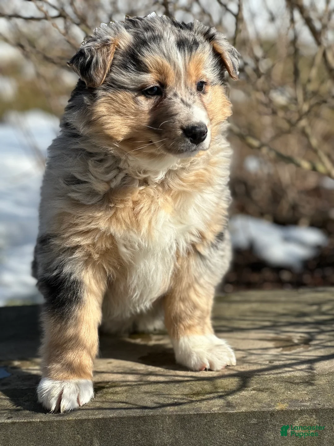 Australian Shepherd dogs for sale: Brynn - Ad 3