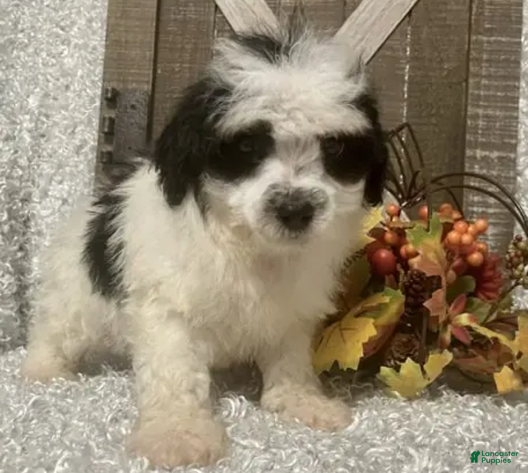 Toy Poodle dogs for sale: Prince - Ad 4