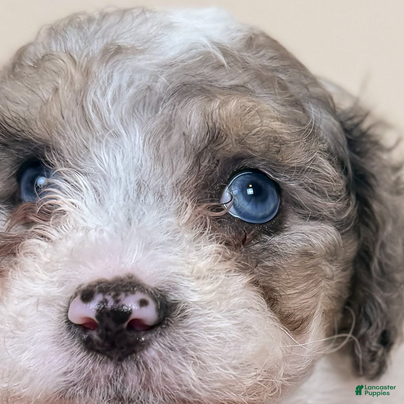 Maltipoo dogs Beckham - Ad 2