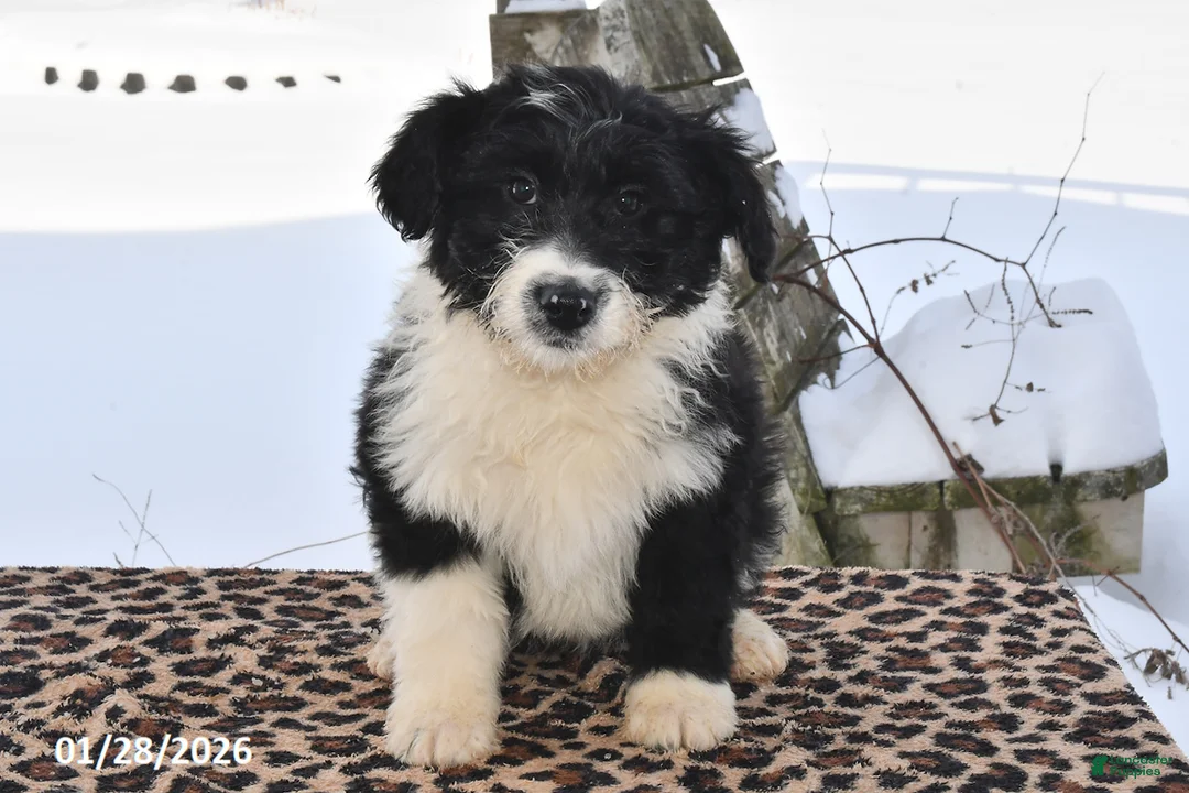 Aussiedoodle dogs for sale: Dally - Ad 1