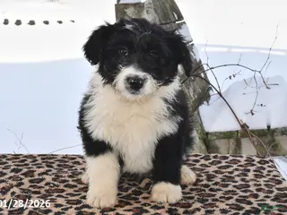 Aussiedoodle dogs Dally - Ad 7