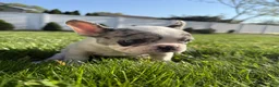 French Bulldog dogs for sale: Motlo - Ad 1