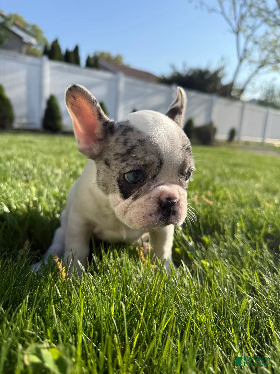 French Bulldog dogs for sale: Motlo - Ad 1
