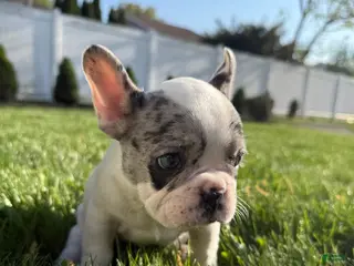 French Bulldog dogs for sale: Motlo - Ad 1