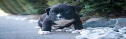 Boxer dogs for sale: Wayne - Ad 10