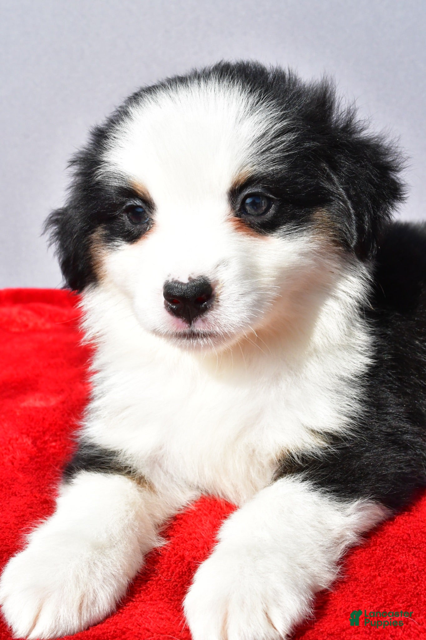 Miniature Australian Shepherd dogs River - Ad 2