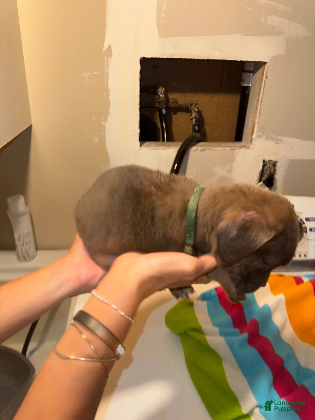 Mixed Breed dogs for sale: Mixed Breed 7 - Ad 1