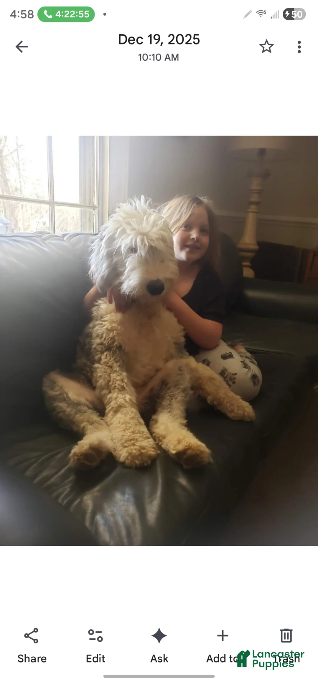 Sheepadoodle dogs for sale: Sheepadoodle Puppy 7 - Ad 2