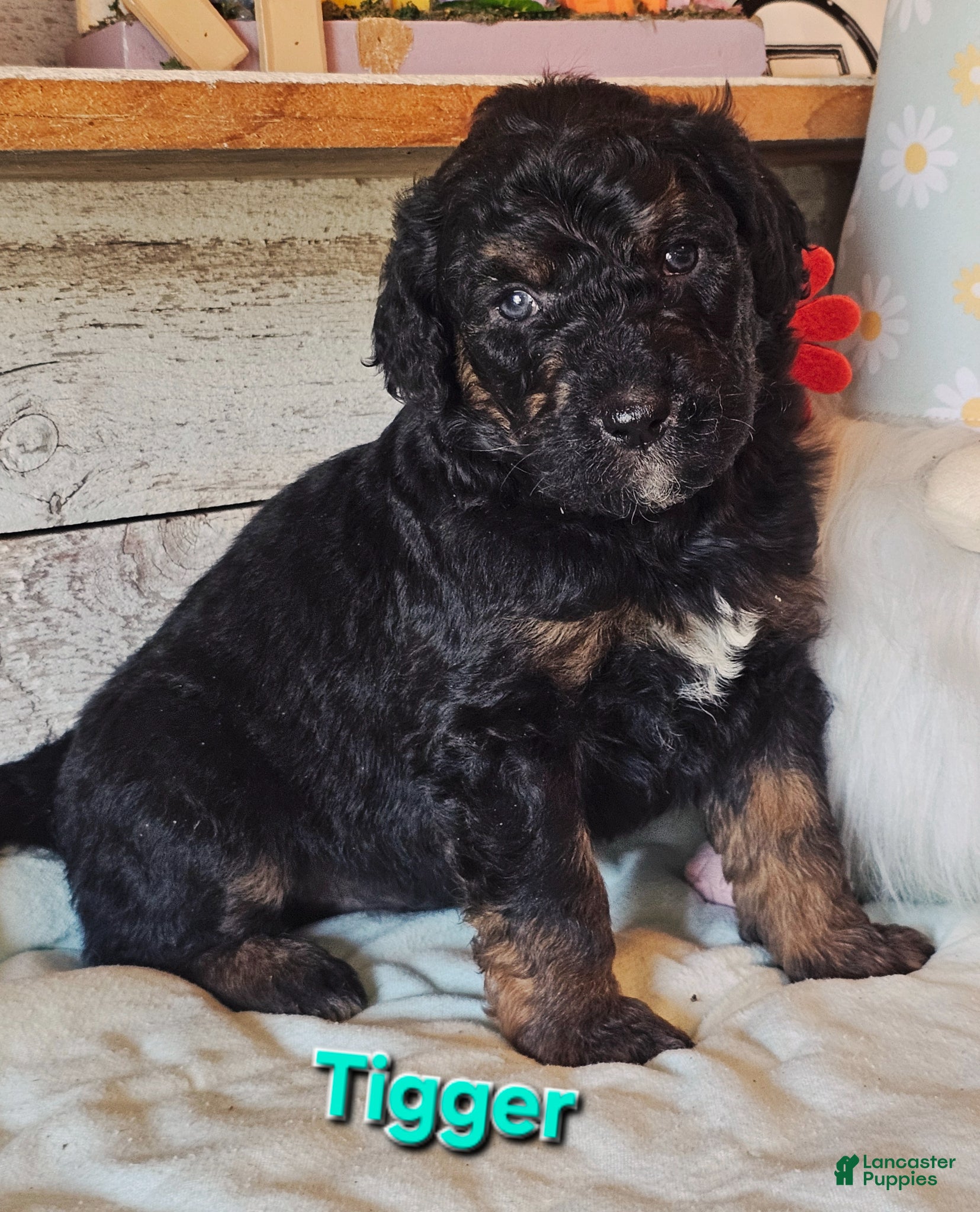 Goldendoodle dogs Tigger - Ad 22