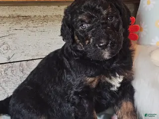 Goldendoodle dogs Tigger - Ad 22