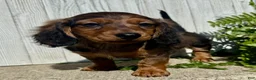 Miniature Dachshund dogs for sale: Jasmine - Ad 6