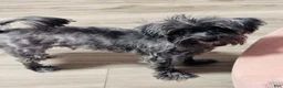 Morkie dogs for sale: Morkie 1 - Ad 11