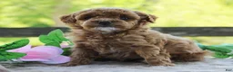 Toy Poodle dogs for sale: Trixie - Ad 3