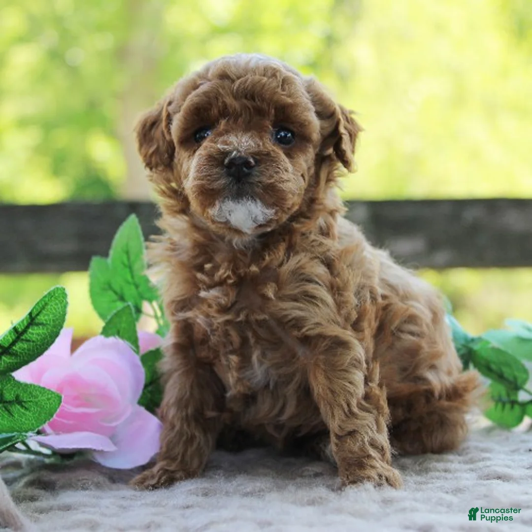 Toy Poodle dogs for sale: Trixie - Ad 3