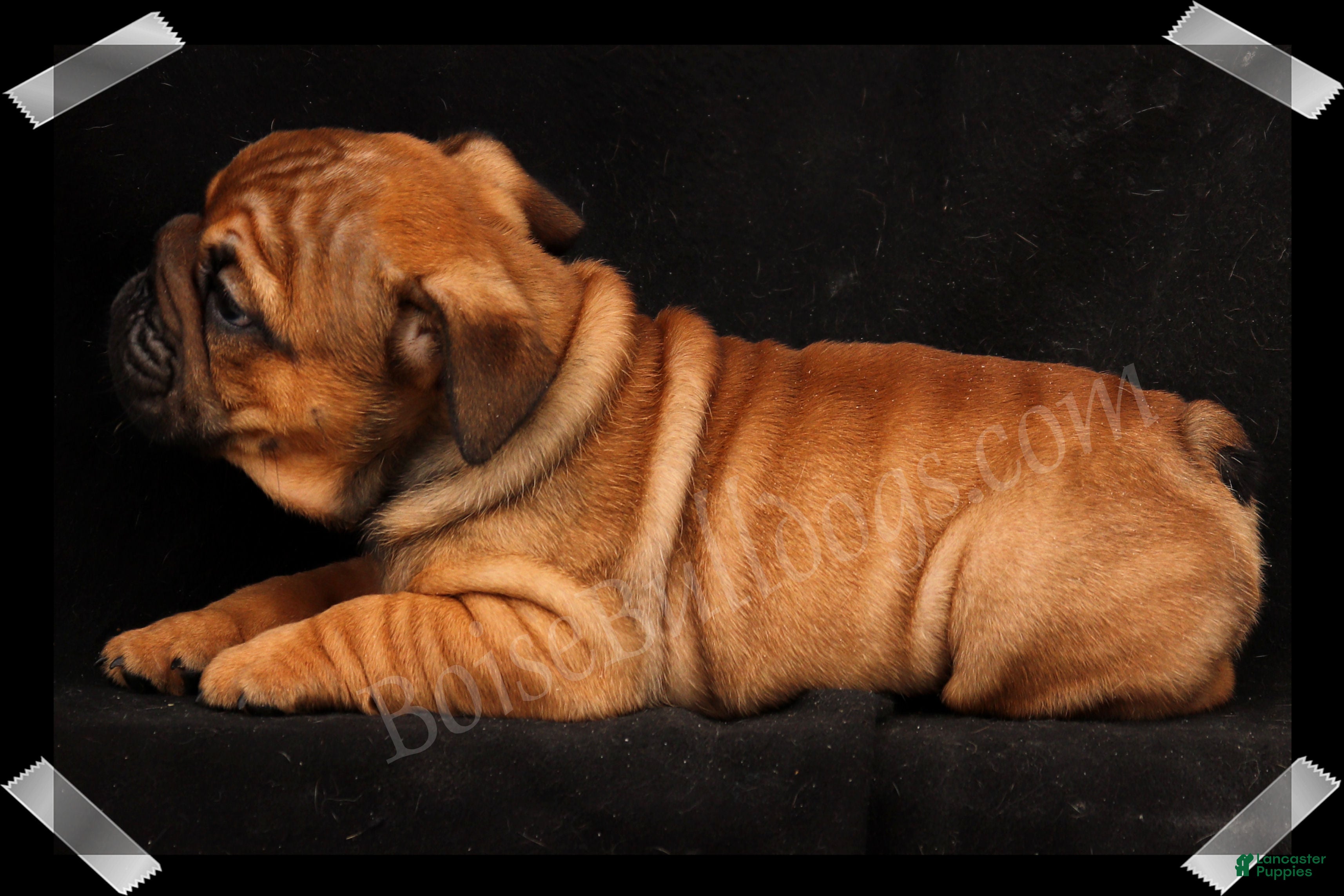 English Bulldog dogs Raven (F) - Ad 2