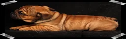 English Bulldog dogs for sale: Raven (F) - Ad 2