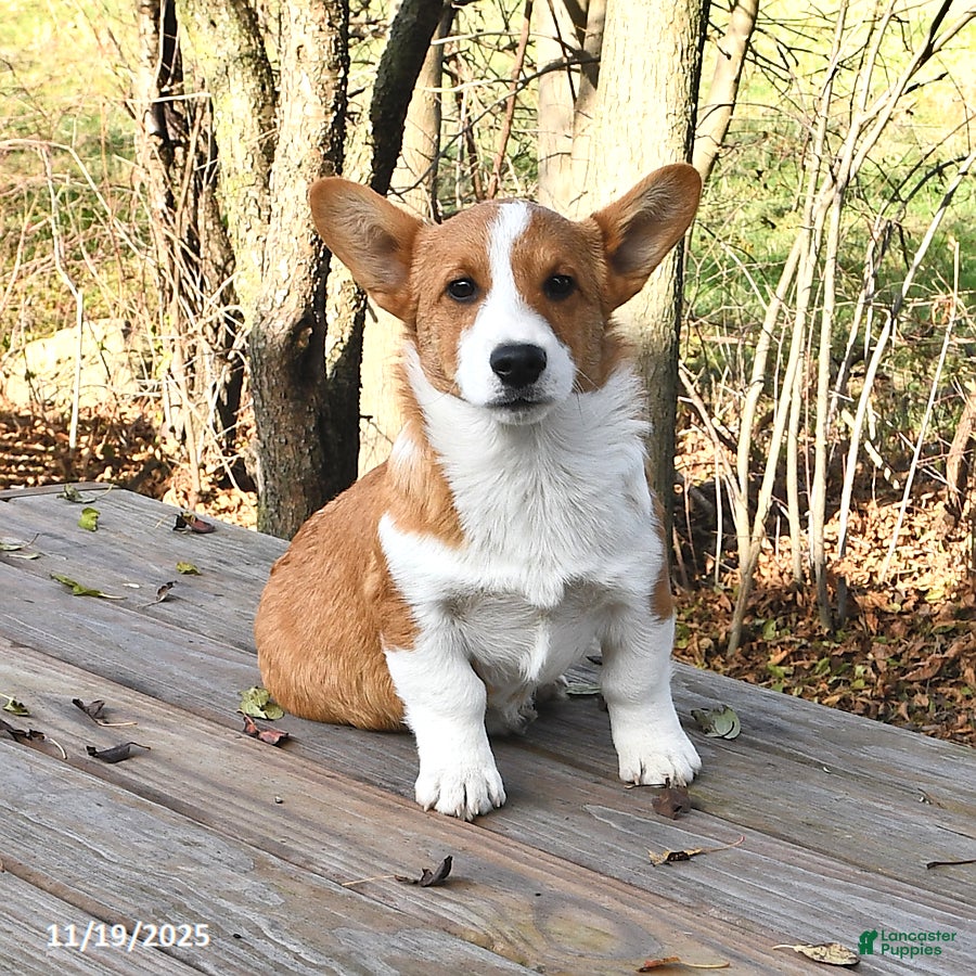 Welsh Corgi Pembroke dogs Nugget - Ad 3