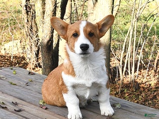 Welsh Corgi Pembroke dogs Nugget - Ad 37