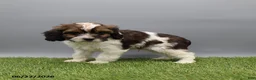 Cockapoo dogs for sale: Thunder - Ad 5