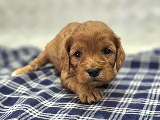 Cavapoo dogs Quartz - Ad 11