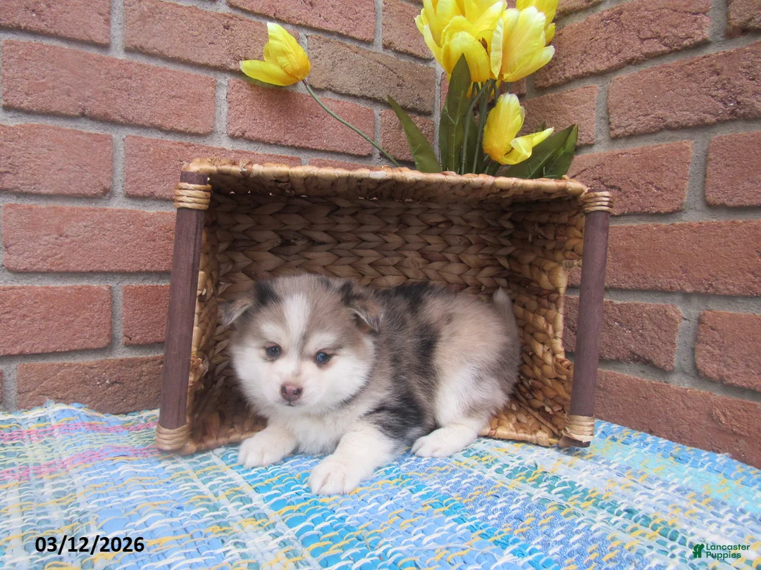 Pomsky dogs for sale: Bobby - Ad 1