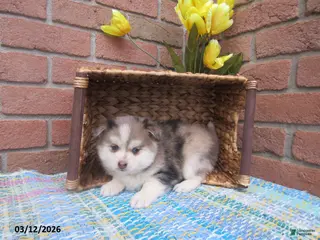 Pomsky dogs for sale: Bobby - Ad 2