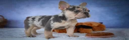 French Bulldog dogs for sale: Tinsley🎀 - Ad 13