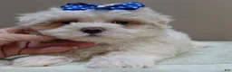 Maltese dogs for sale: Bogie - Ad 6