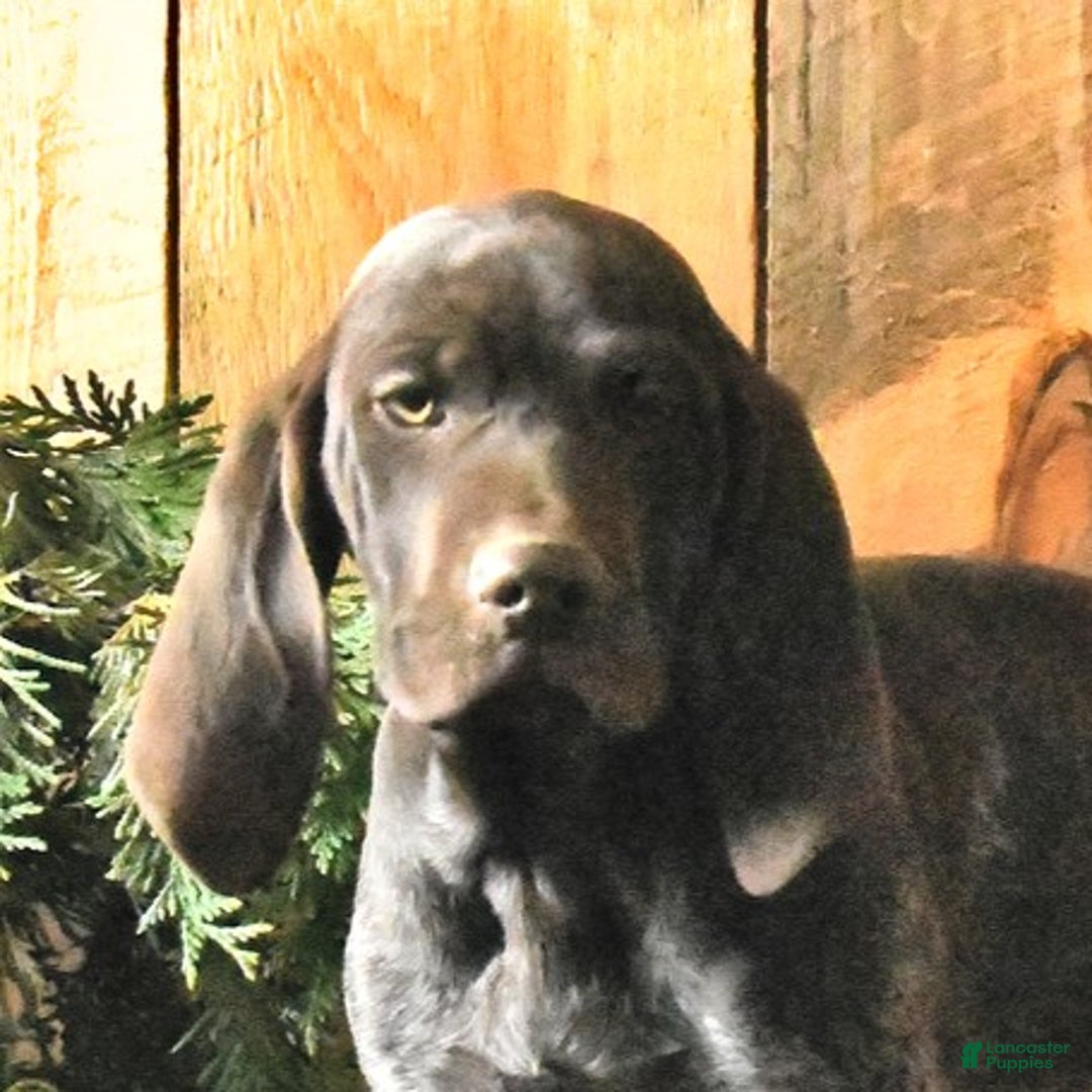 German Shorthaired Pointer dogs for sale: Candy - Ad 7