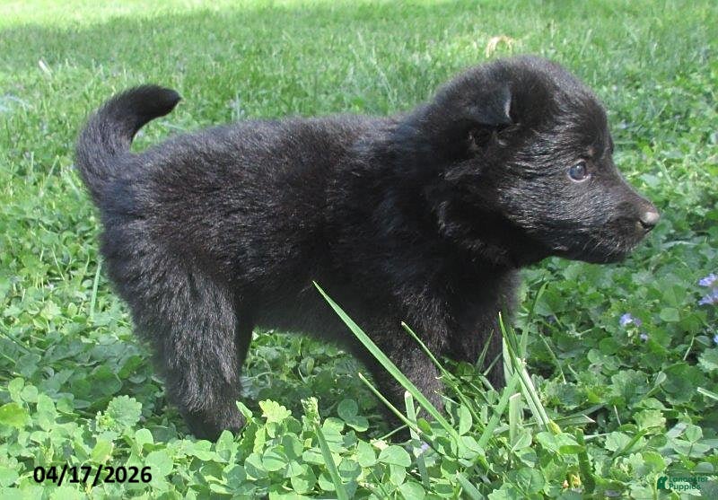 German Shepherd dogs Ranger - Ad 2