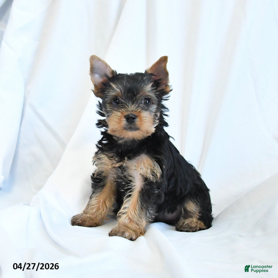 Yorkshire Terrier dogs Beauty - Ad 1