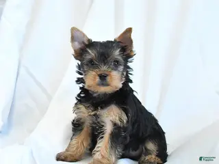 Yorkshire Terrier dogs for sale: Beauty - Ad 1