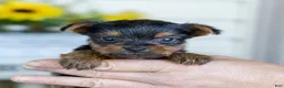 Yorkshire Terrier dogs for sale: Roger (Teacup) - Ad 4