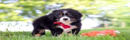Mini Bernedoodle dogs for sale: Grasshopper - Ad 2