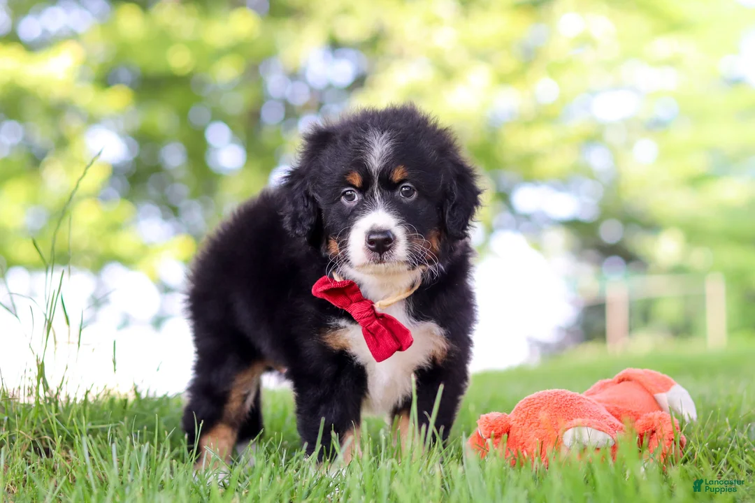 Mini Bernedoodle dogs for sale: Grasshopper - Ad 2