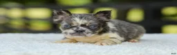 French Bulldog dogs for sale: Laura - Ad 9