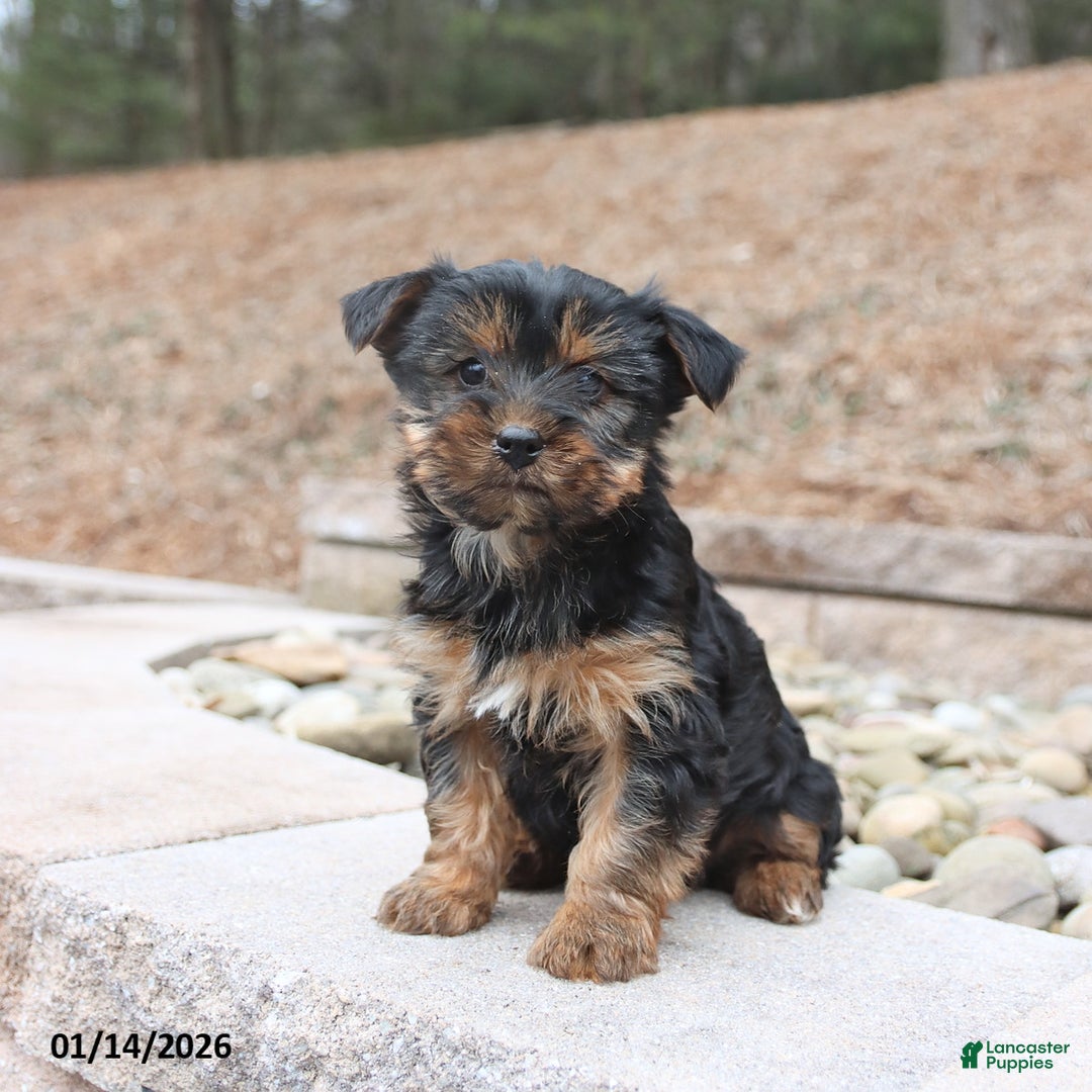 Yorkshire Terrier dogs for sale: Diva - Ad 3