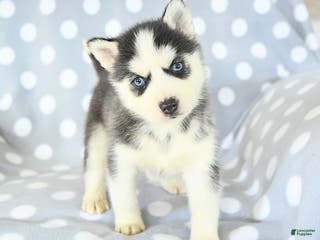 Siberian Husky dogs Ryder - Ad 7