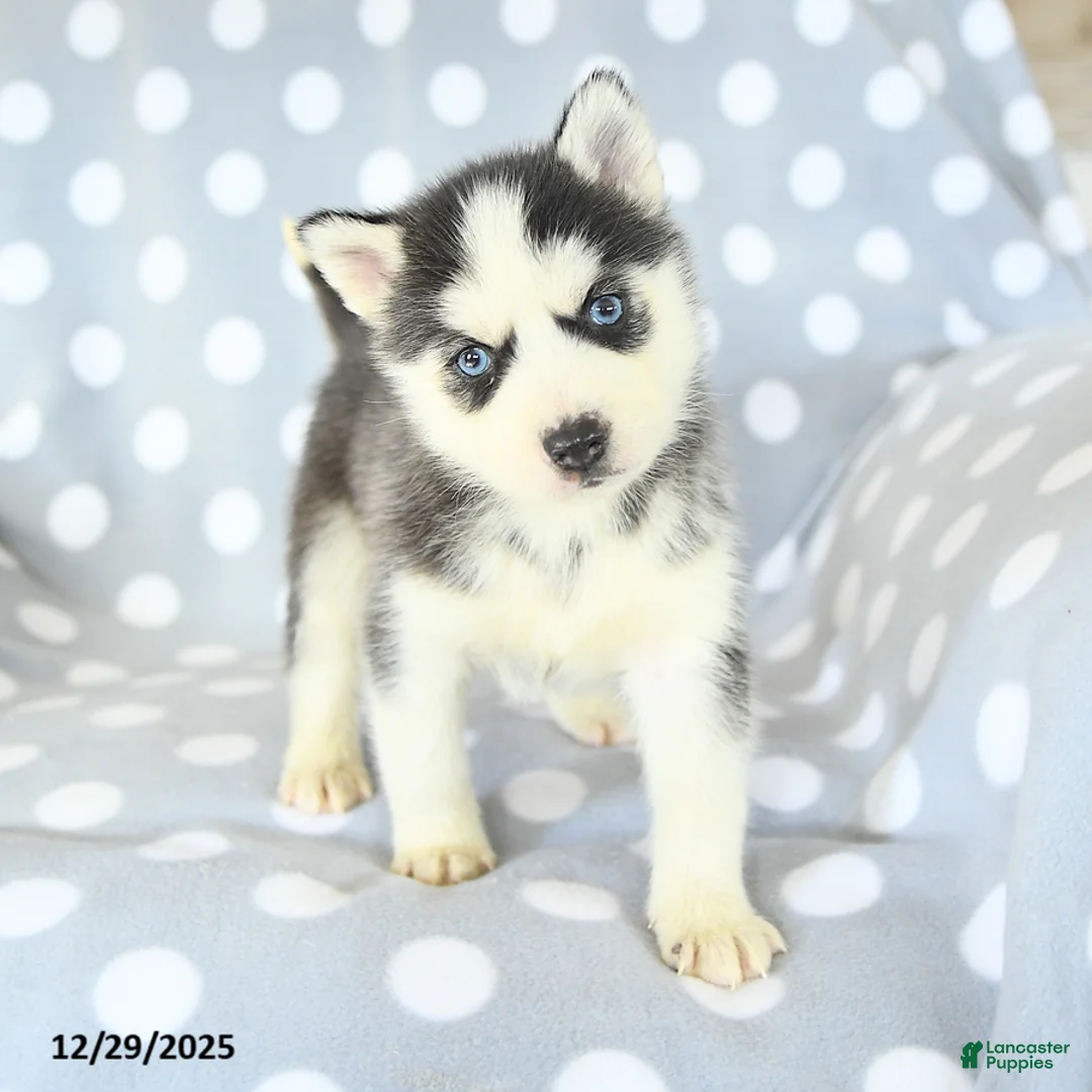 Siberian Husky dogs for sale: Ryder - Ad 6