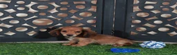 Miniature Dachshund dogs for sale: Smokey Handsome Mini ACA Dachshund - Ad 1