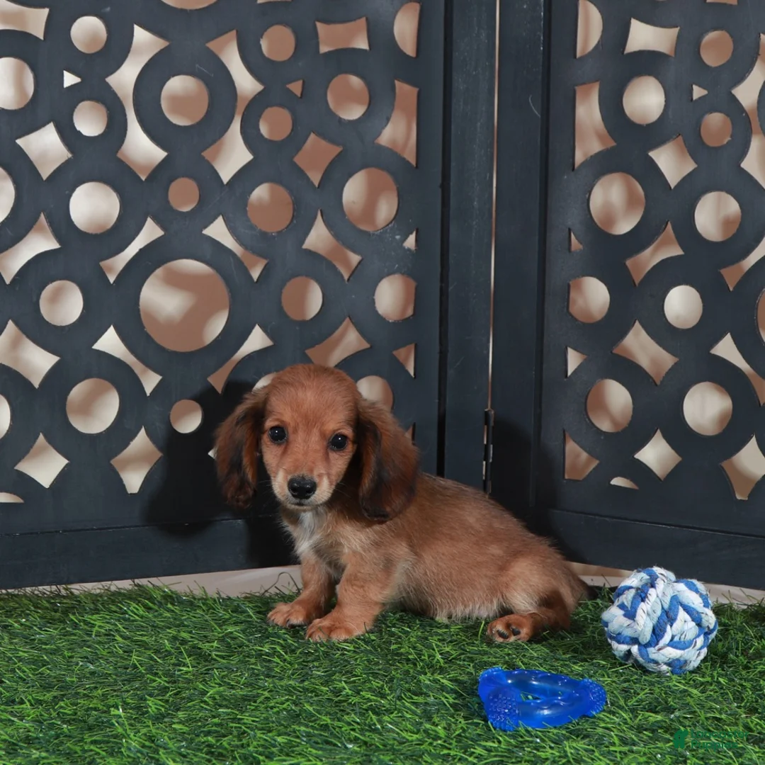 Miniature Dachshund dogs for sale: Smokey Handsome Mini ACA Dachshund - Ad 1
