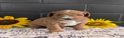 Goldendoodle dogs for sale: Lela  - Ad 7