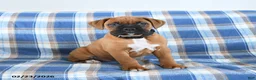 Boxer dogs for sale: Chester - Ad 1